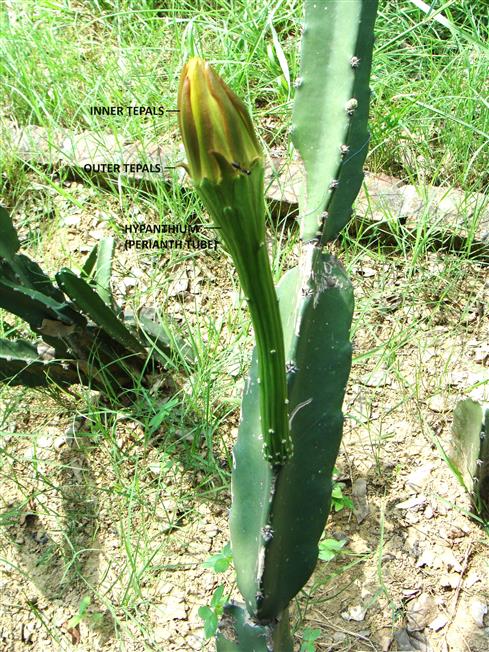 Cereus pterogonus